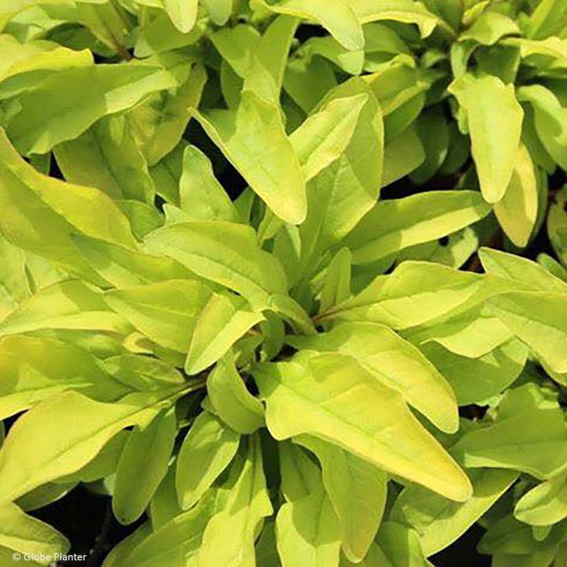 Penstemon digitalis Goldfinger (Fogliame)