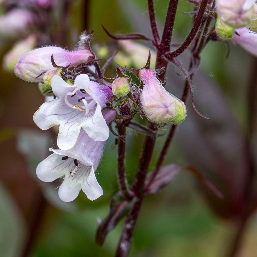 Penstemon digitalis Husker Red (semi) (Fioritura)