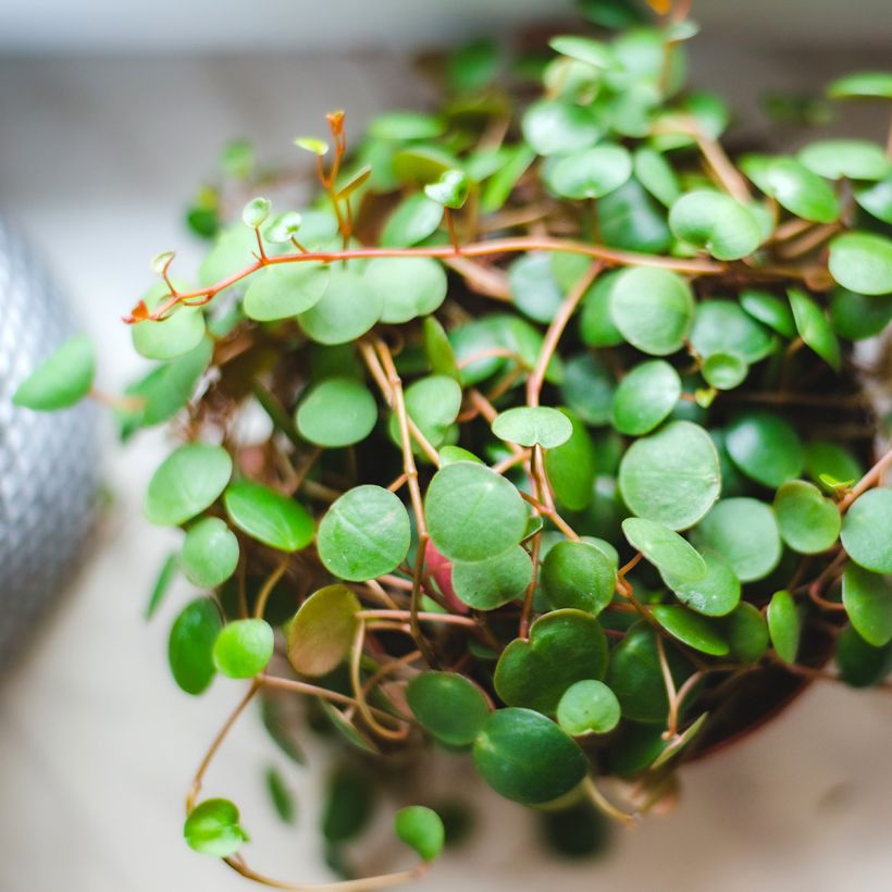 Peperomia Pepperspot (Fogliame)