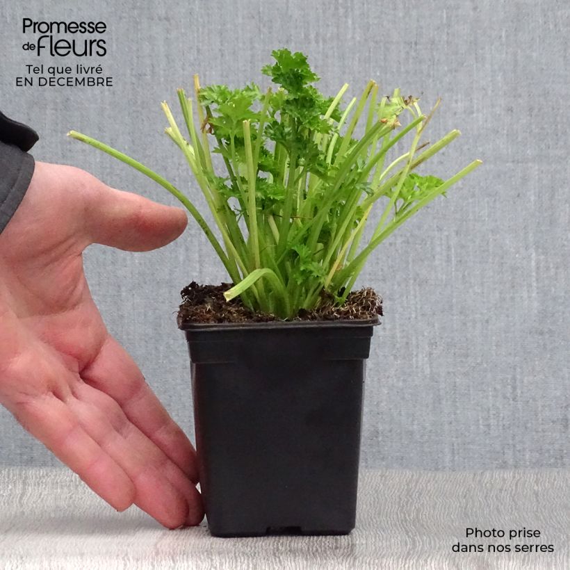 Sedano da taglio Per-Cel Vasetto da 7/8 cm esemplare consegnato in inverno