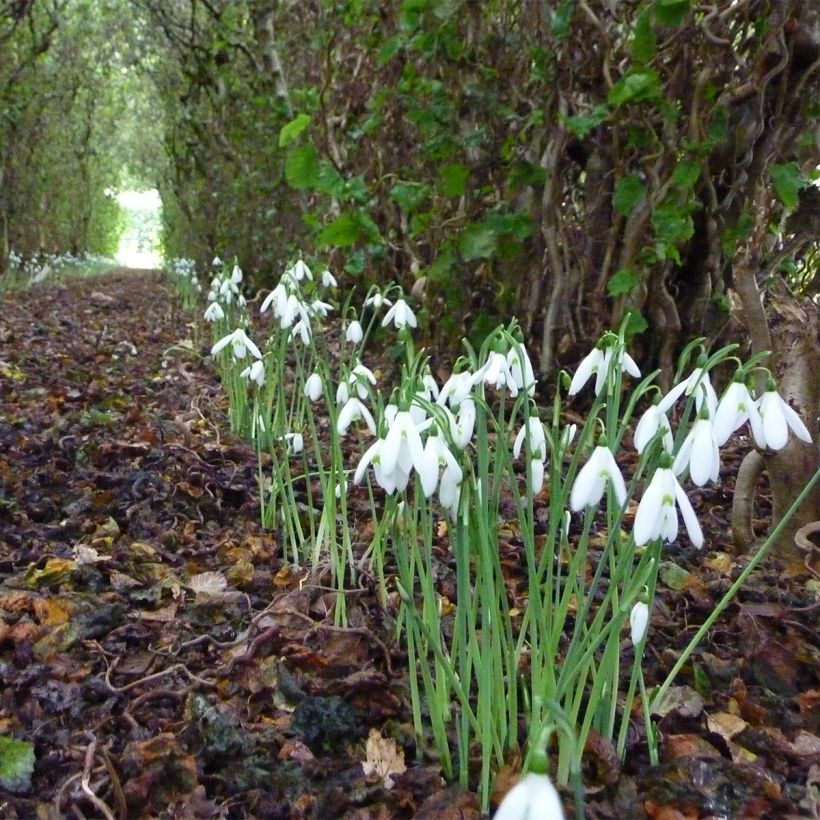 Galanthus reginae-olgae - Bucaneve (Porto)