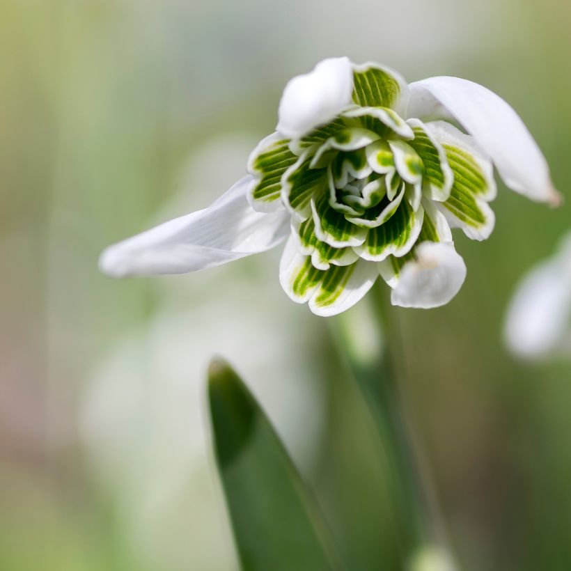Bulbi Di Bucaneve (Galanthus Nivalis) - Fiori Bianchi Profumati Per Giardino, Bulbi Primaverili Da Esterno, Altezza 15 Cm, Fioritura Febbraio-Marzo