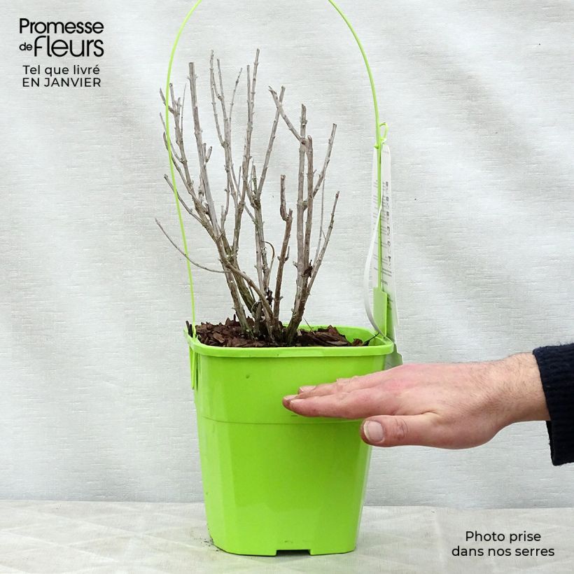 Perovskia atriplicifolia Silvery Blue - Salvia russa Vaso da 3L/4L esemplare consegnato in inverno