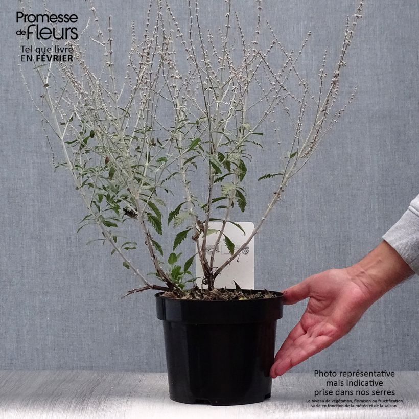 Esemplare di Perovskia atriplicifolia Silvery Blue - Salvia russa Vaso da 3L/4L come consegnato in autunno