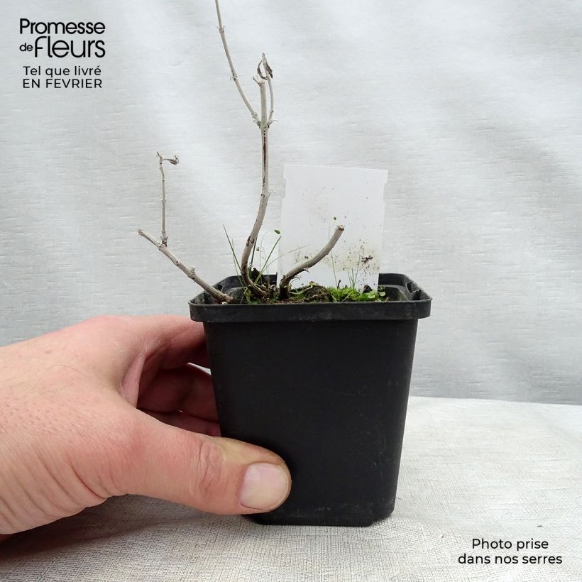 Perovskia atriplicifolia Silvery Blue - Salvia russa Vasetto da 8/9 cm esemplare consegnato in inverno