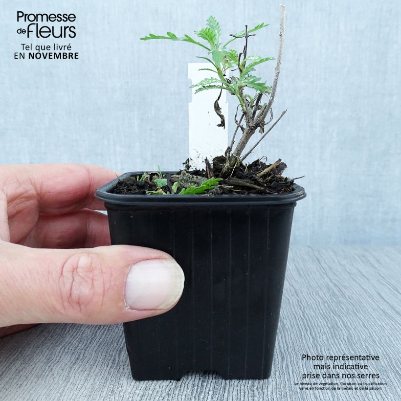 Esemplare di Perovskia atriplicifolia Blue Spire - Salvia russa Vasetto da 8/9 cm come consegnato in autunno