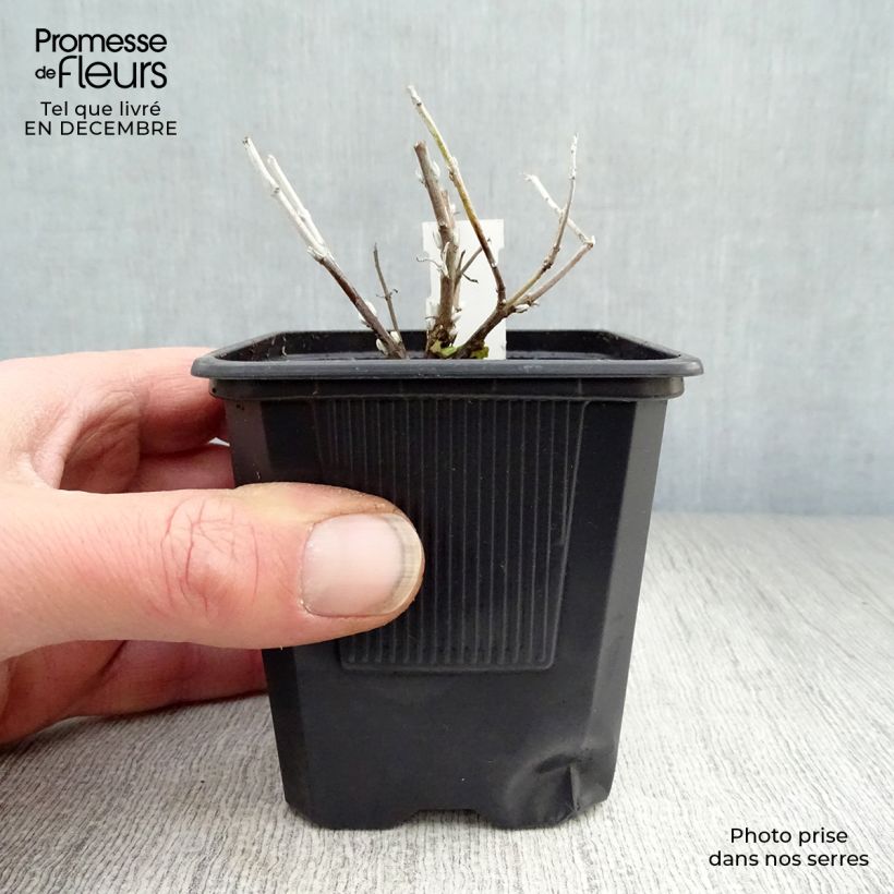 Perovskia atriplicifolia Blue Spire - Salvia russa Vasetto da 8/9 cm esemplare consegnato in inverno