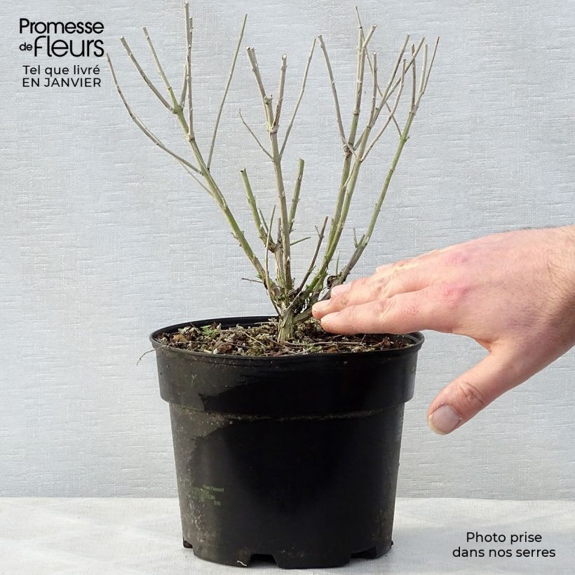 Perovskia atriplicifolia Blue Spire - Salvia russa Vaso da 2L/3L esemplare consegnato in inverno