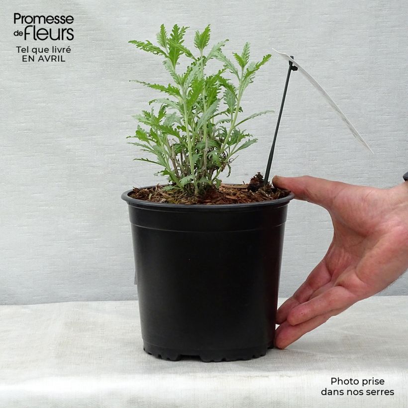 Perovskia atriplicifolia Blue Spire - Salvia russa Vaso da 2L/3L esemplare consegnato in primavera