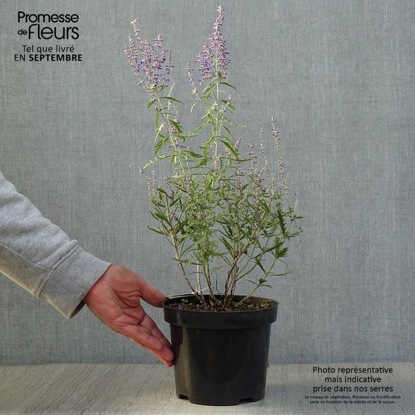 Esemplare di Perovskia atriplicifolia Lacey Blue - Salvia russa Vaso da 2L/3L come consegnato in autunno
