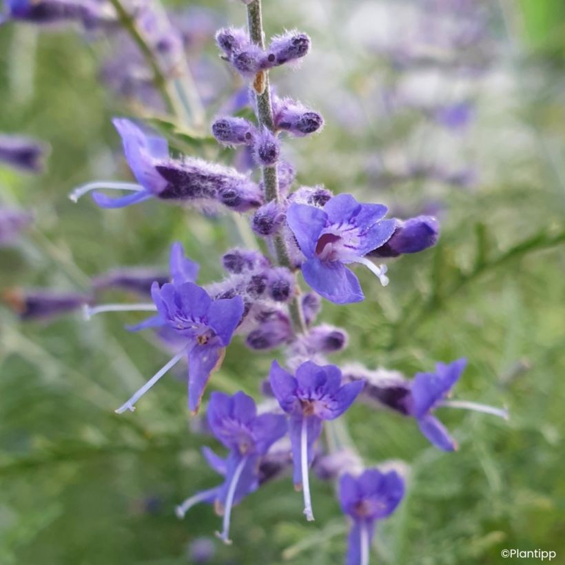 Perovskia atriplicifolia Feathery Blue - Salvia russa (Fioritura)