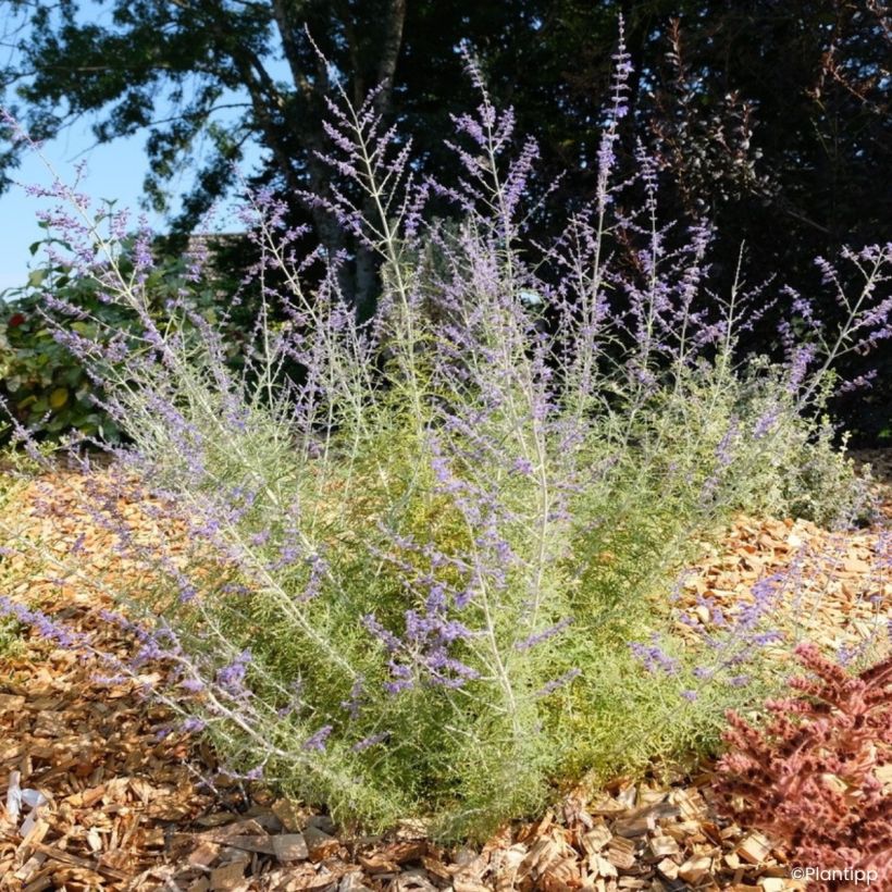 Perovskia atriplicifolia Feathery Blue - Salvia russa (Porto)
