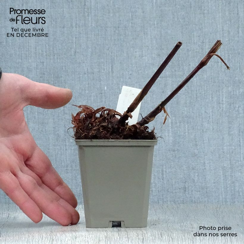 Persicaria amplexicaulis High Society Vasetto da 8/9 cm esemplare consegnato in inverno