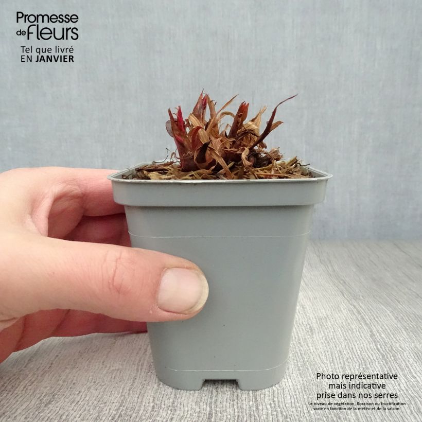 Persicaria amplexicaulis Speciosa Vasetto da 8/9 cm esemplare consegnato in inverno