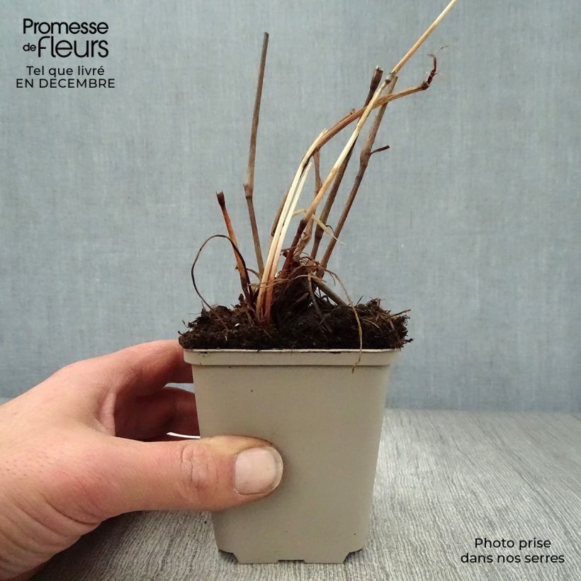 Persicaria amplexicaulis var. pendula Vasetto da 8/9 cm esemplare consegnato in inverno