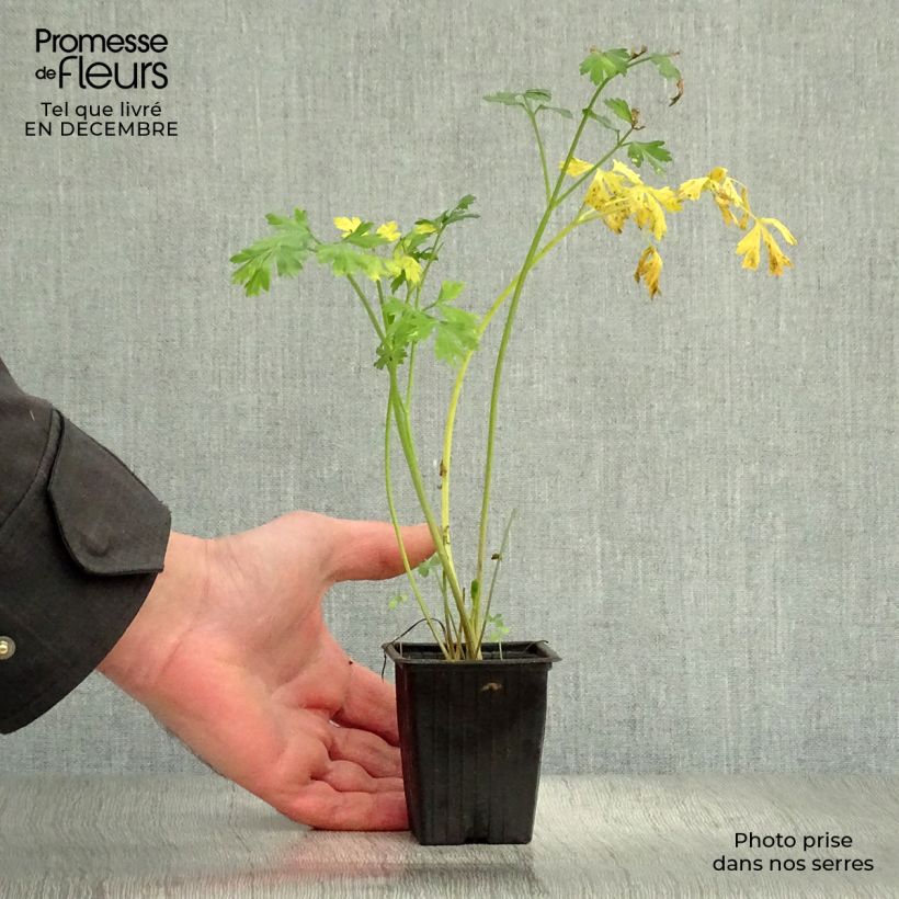 Prezzemolo Gigante d'Italia Bio Vasetto da 8/9 cm esemplare consegnato in inverno