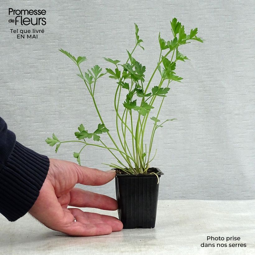 Prezzemolo Gigante d'Italia Bio Vasetto da 8/9 cm esemplare consegnato in primavera