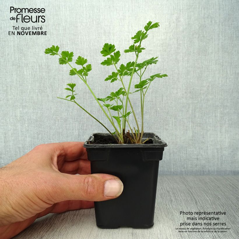 Esemplare di Prezzemolo Gigante d'Italia Bio Vasetto da 8/9 cm come consegnato in autunno