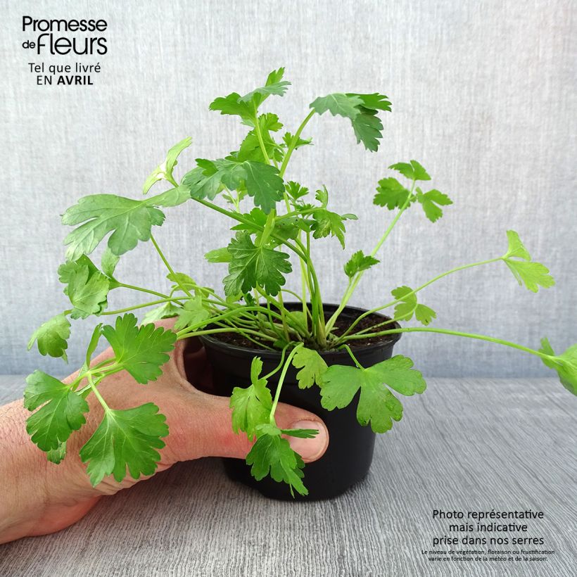Prezzemolo Gigante d'Italia Vasetto da 8/9 cm esemplare consegnato in primavera