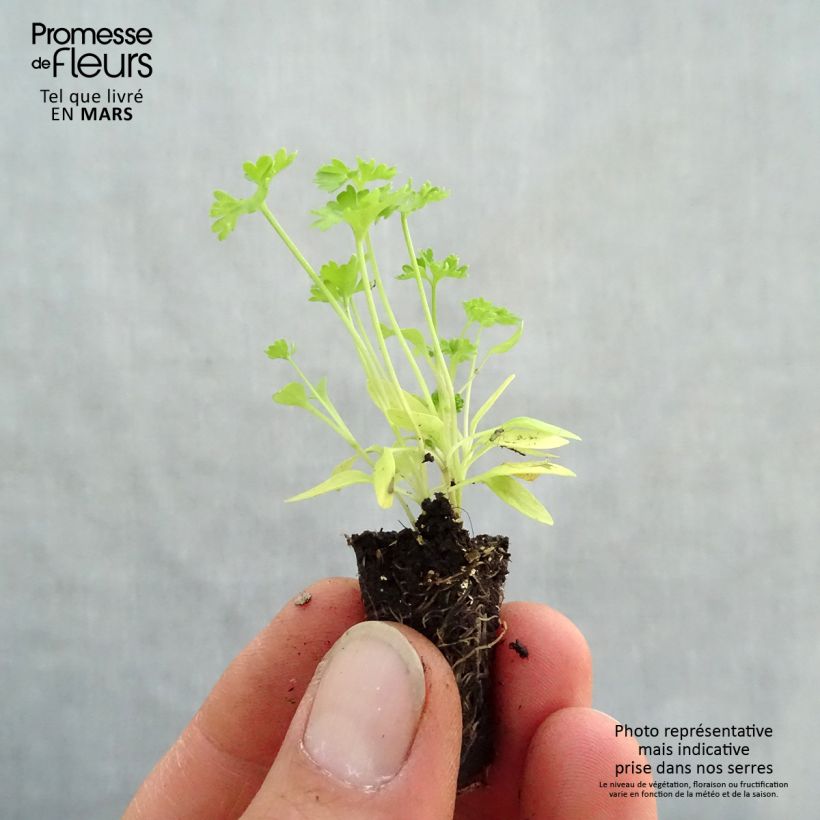 Prezzemolo riccio Grüne Perle Mini zolla Ø 1,5/2,5 cm esemplare consegnato in primavera