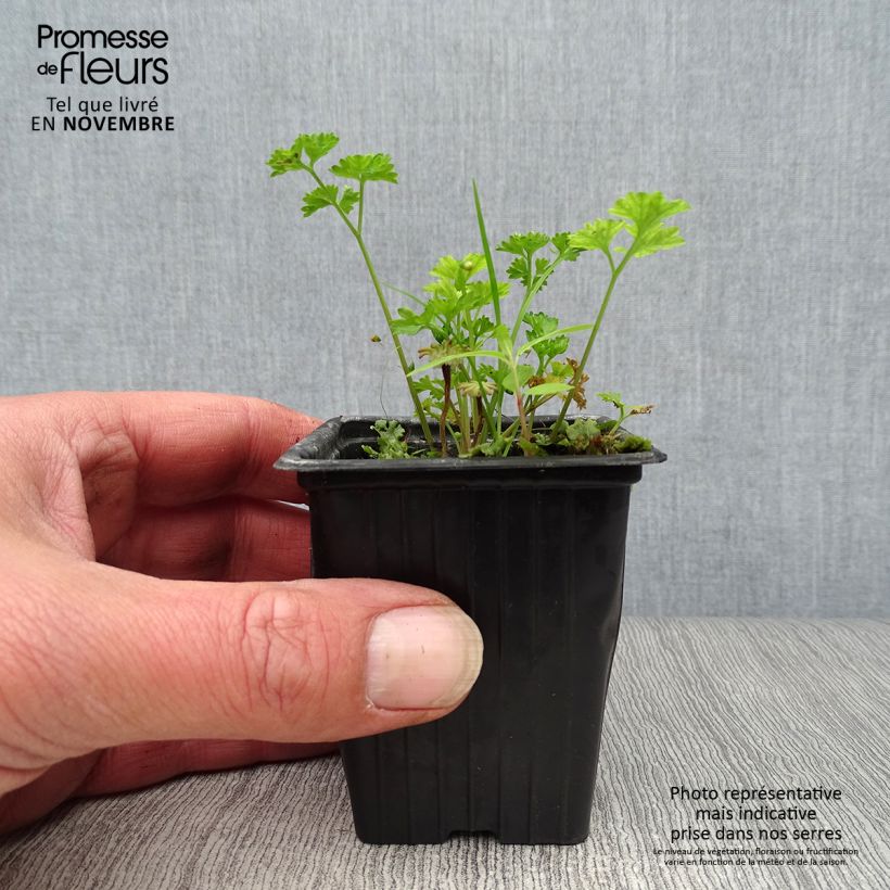 Esemplare di Prezzemolo riccio Verde scuro Bio Vasetto da 8/9 cm come consegnato in autunno
