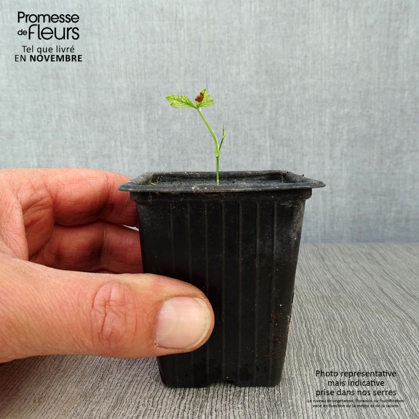 Esemplare di Prezzemolo giapponese Mitsuba BIO Vasetto da 7/8 cm come consegnato in autunno