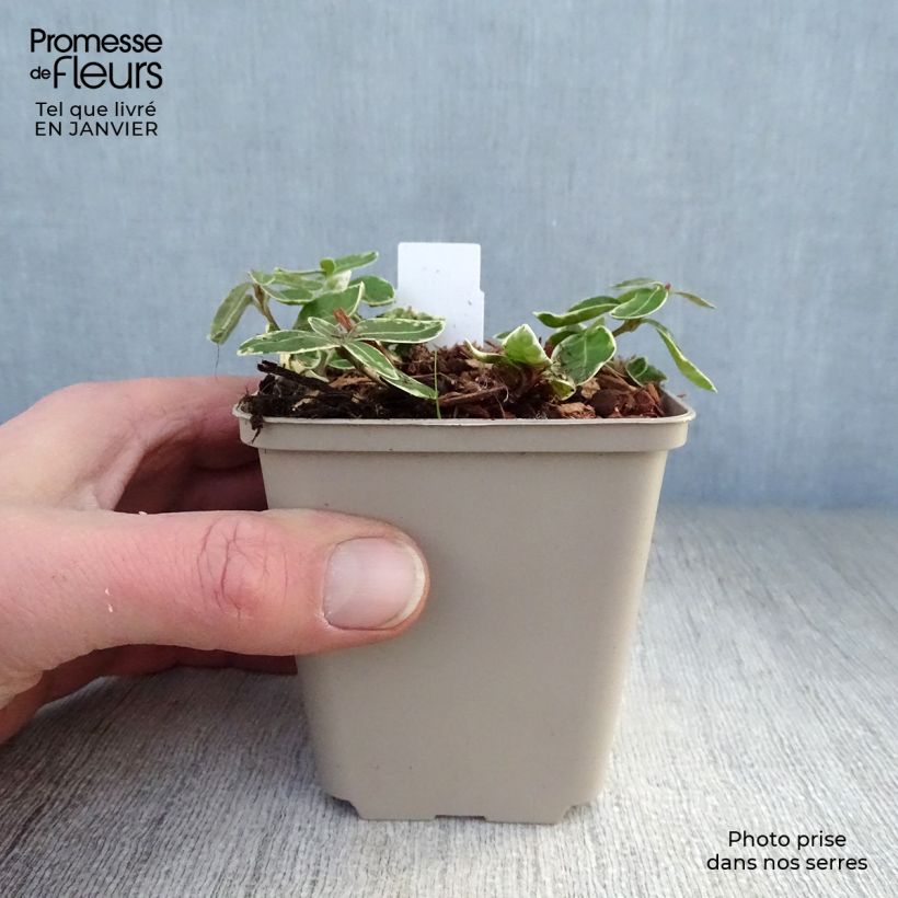 Vinca minor Ralph Shugert - Pervinca minore Vasetto da 8/9 cm esemplare consegnato in inverno