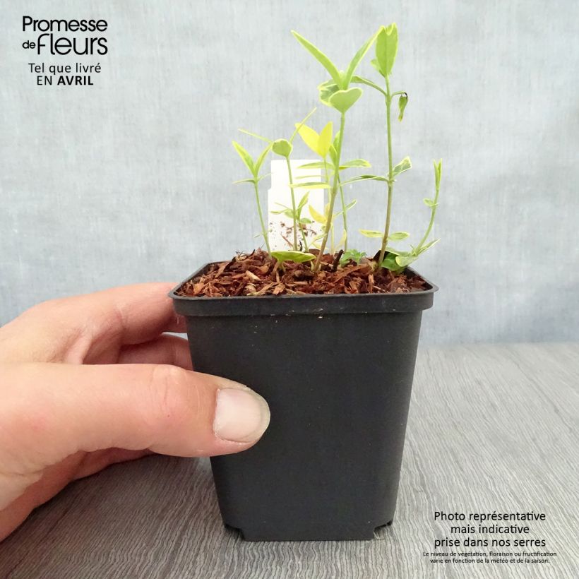 Vinca minor Ralph Shugert - Pervinca minore Vasetto da 8/9 cm esemplare consegnato in primavera