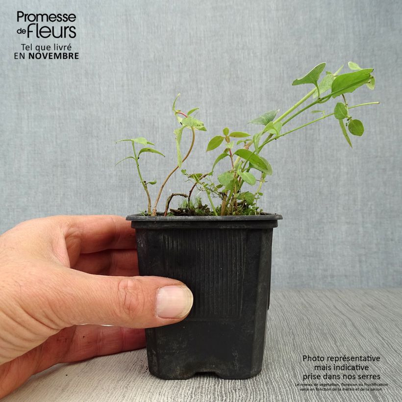 Esemplare di Vinca difformis - Pervinca ovata Vasetto da 8/9 cm come consegnato in autunno