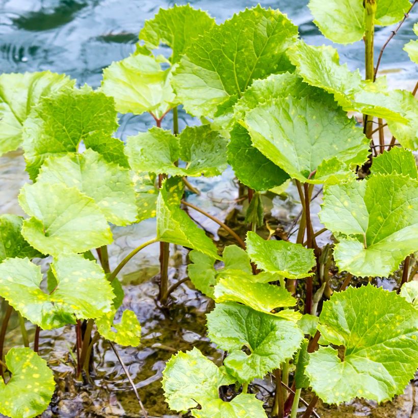Petasites fragrans - Farfaraccio (Fogliame)