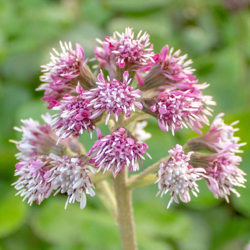 Petasites fragrans - Farfaraccio (Fioritura)