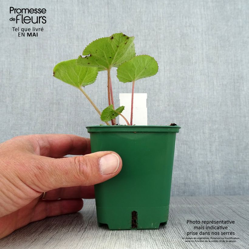 Petasites fragrans - Farfaraccio Vasetto da 8/9 cm esemplare consegnato in primavera