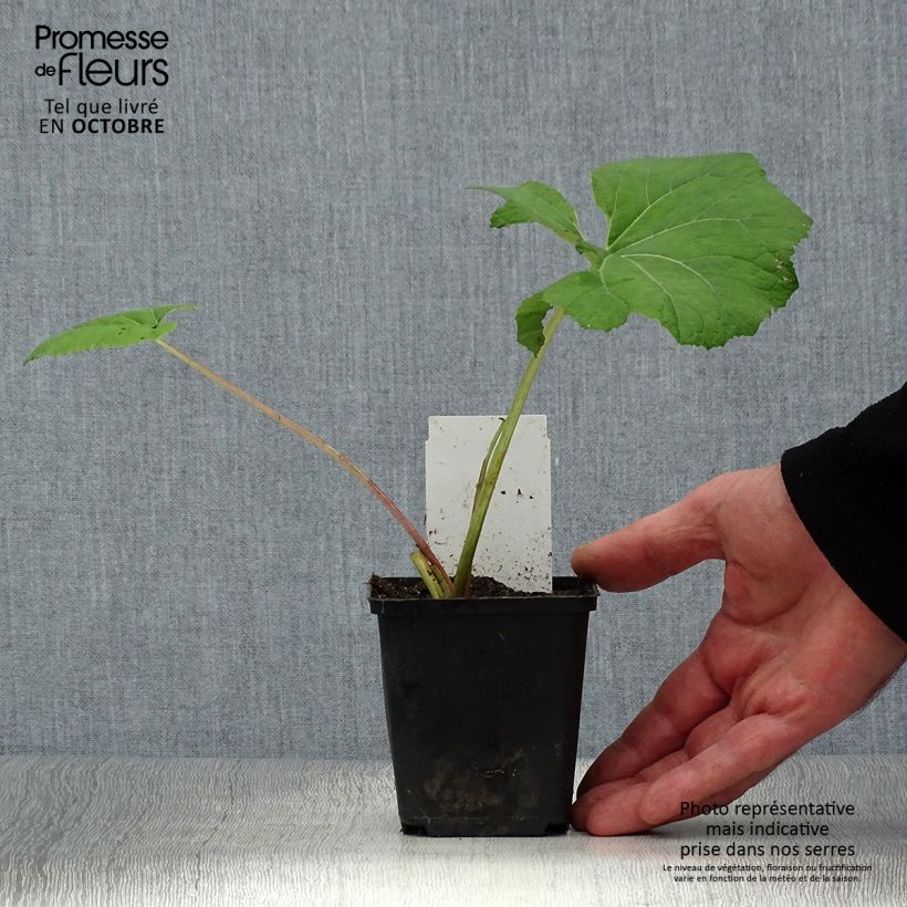 Esemplare di Petasites hybridus - Farfaraccio Vasetto da 8/9 cm come consegnato in autunno