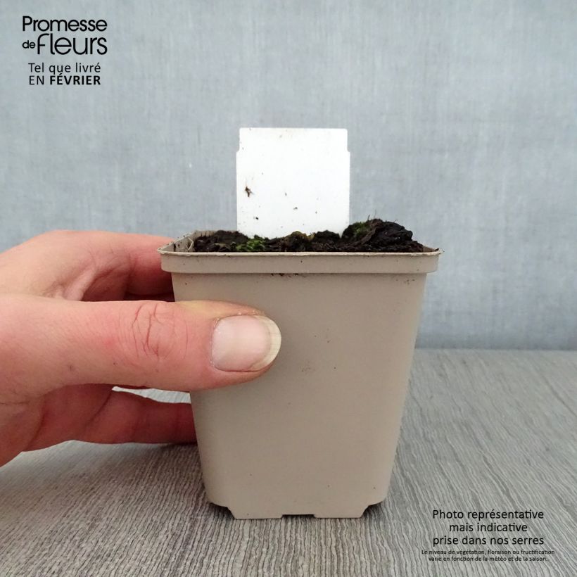 Petasites hybridus - Farfaraccio Vasetto da 8/9 cm esemplare consegnato in inverno