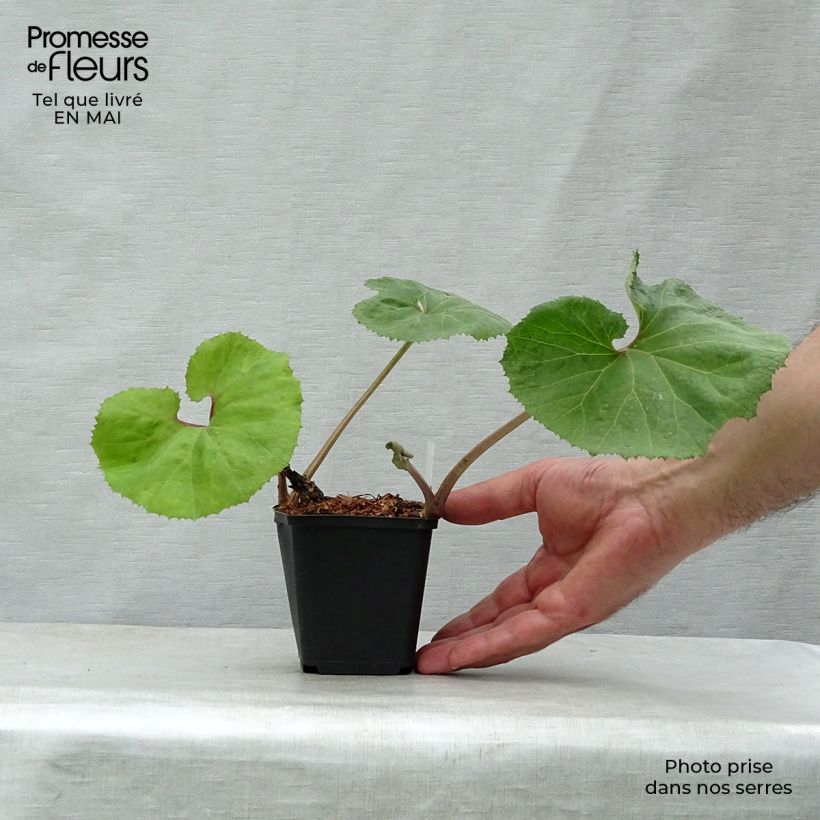 Petasites japonicus Giganteus Vasetto da 8/9 cm esemplare consegnato in primavera