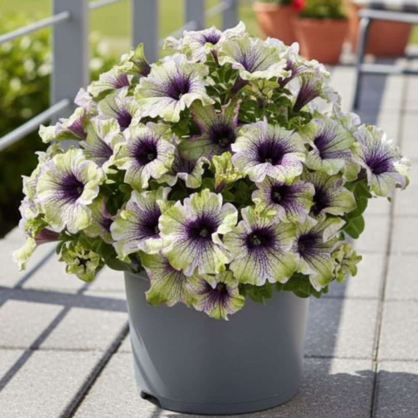 Petunia Amazonas Plum Cockatoo (Porto)