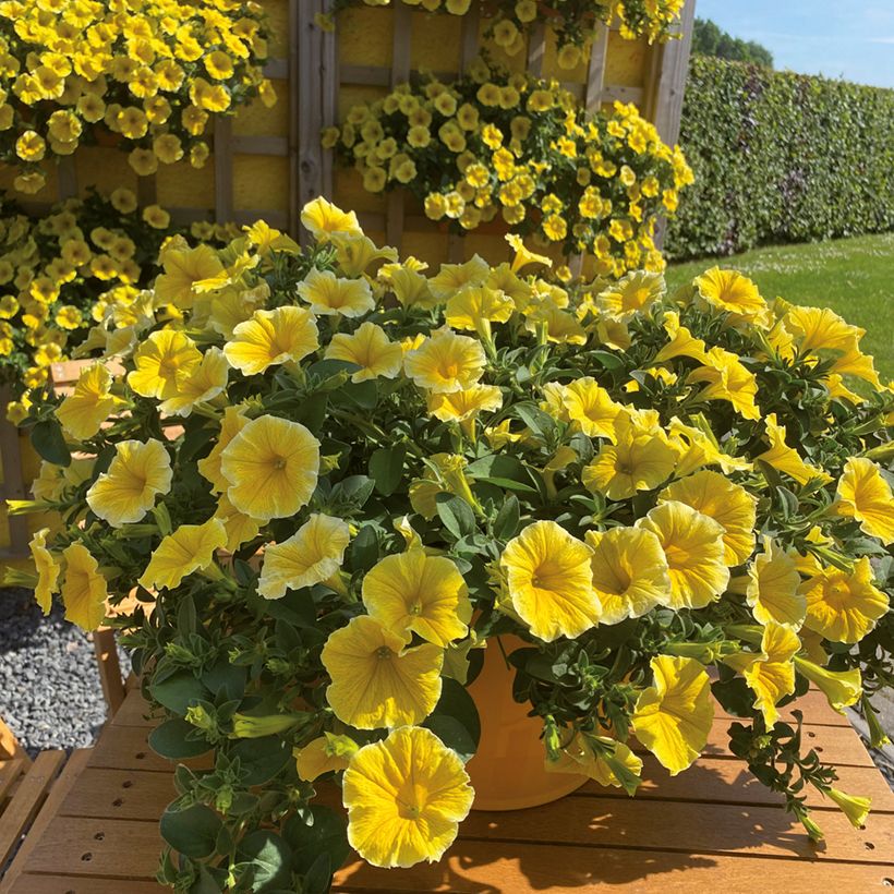 Petunia Bee's Knees (Fioritura)