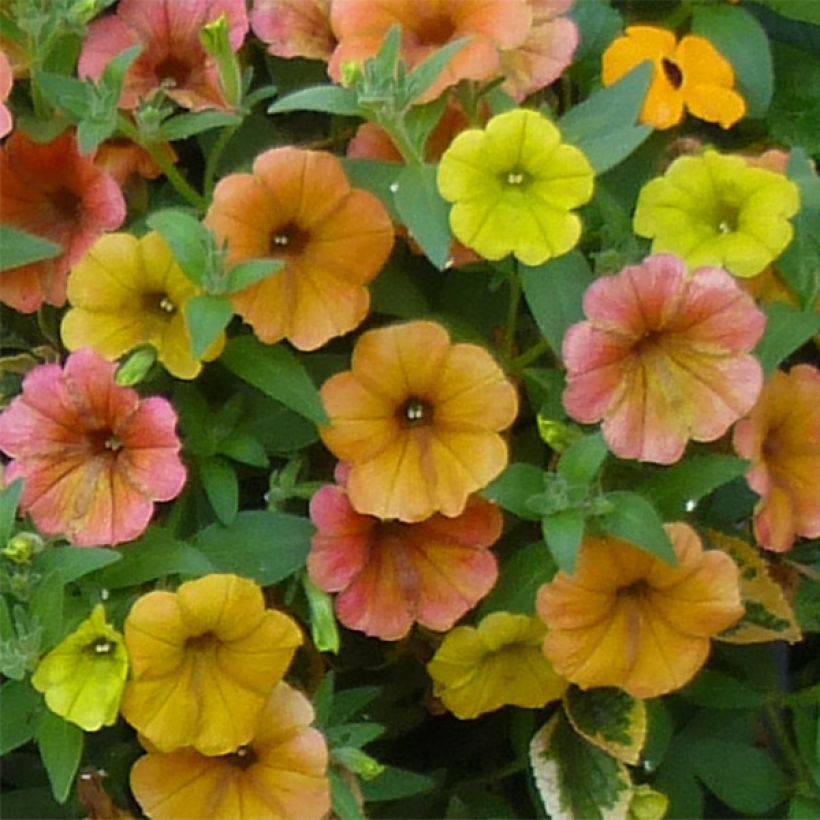 Petunia Cascadia Indian Summer (Fioritura)