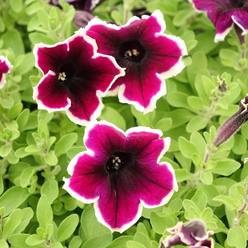 Petunia Cardinal Rim (Fioritura)