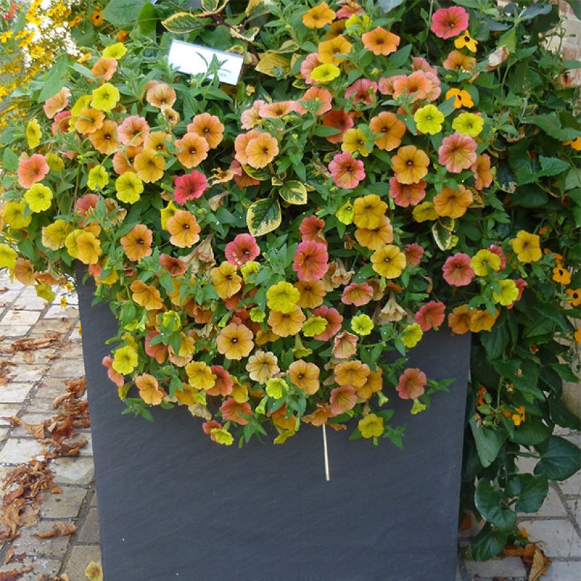 Petunia Cascadia Indian Summer (Porto)