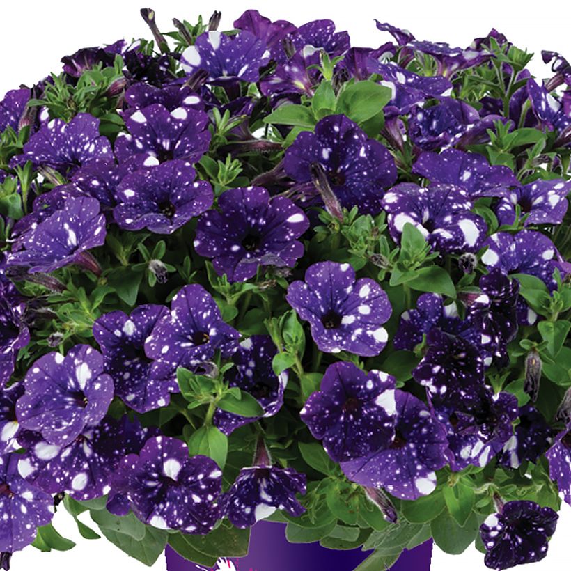 Petunia Splash Dance Bolero Blue (Fioritura)