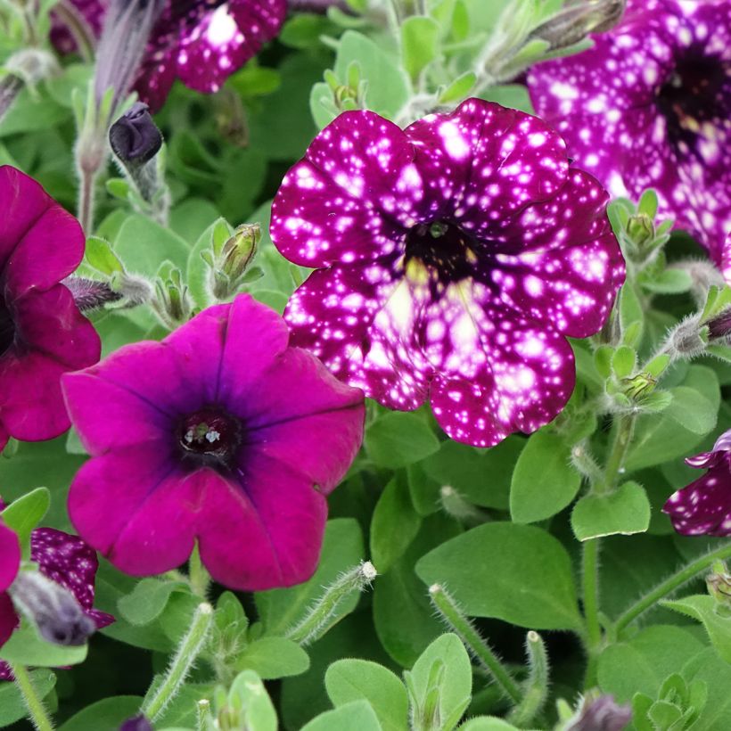 Petunia Splash Dance Magenta Mambo (Fioritura)