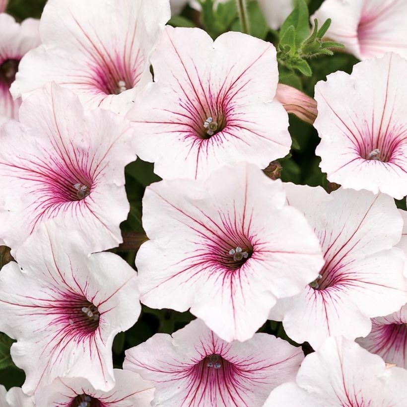 Petunia Supertunia Vista Silverberry (Fioritura)