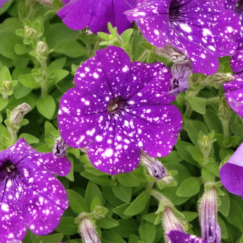 Petunia Splash Dance Bolero Blue (Fioritura)
