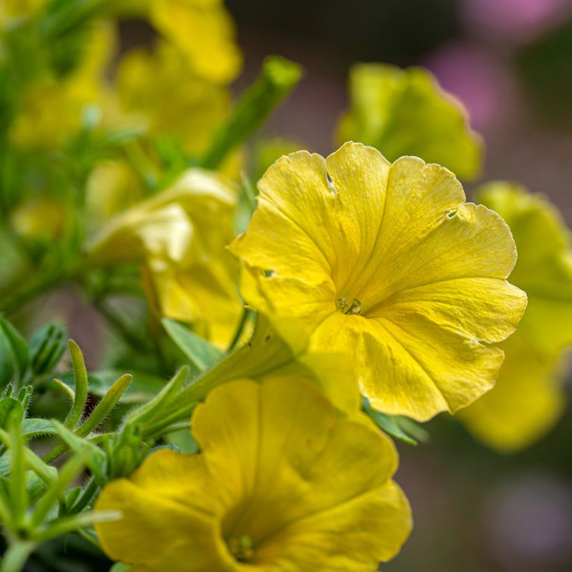 Petunia Capella Hello Yellow (Fioritura)