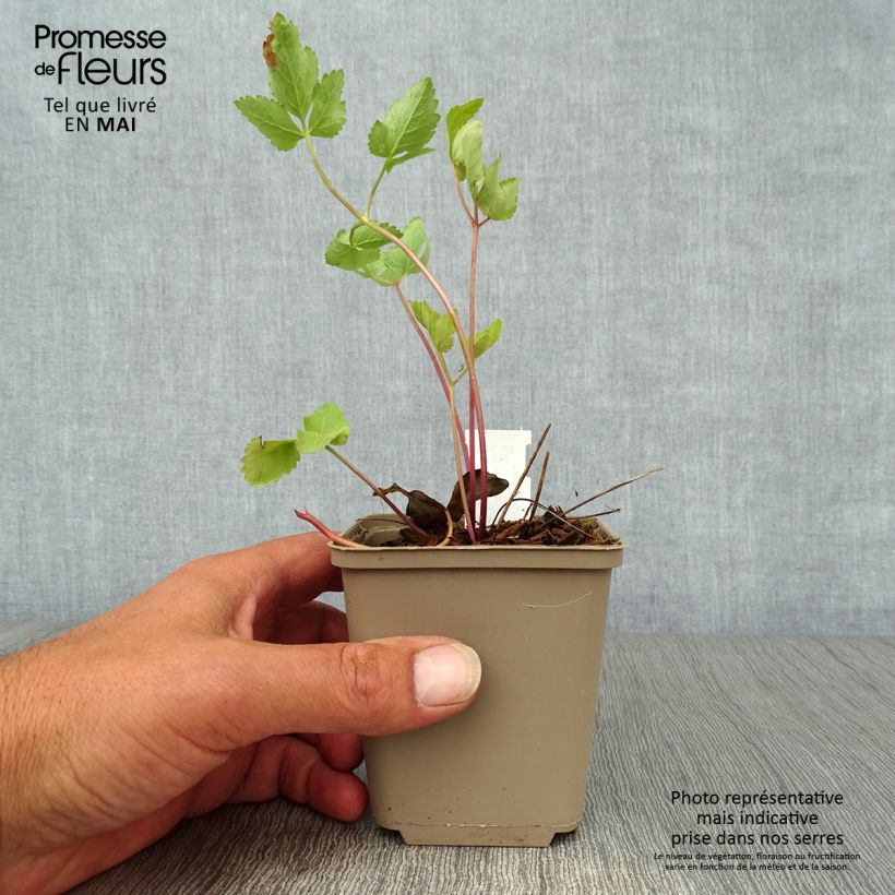 Peucedanum verticillare - Imperatoria di Tommasini Vasetto da 8/9 cm esemplare consegnato in primavera