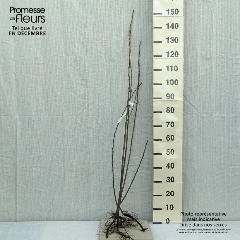 Populus nigra Italica - Pioppo italico Piante piccole a radice nuda esemplare consegnato in inverno