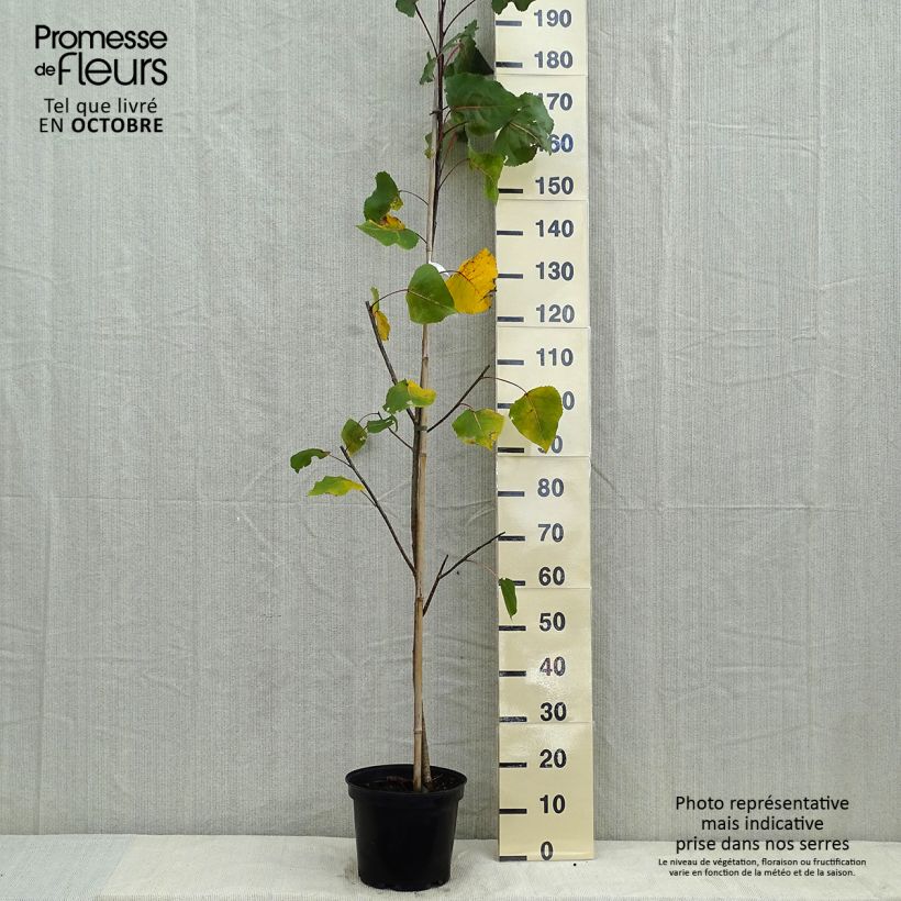 Esemplare di Populus deltoides Purple Tower Vaso da 7,5L/10L come consegnato in autunno