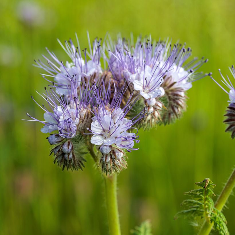 Phacelia tanacetifolia BIO - Facelia (Fioritura)