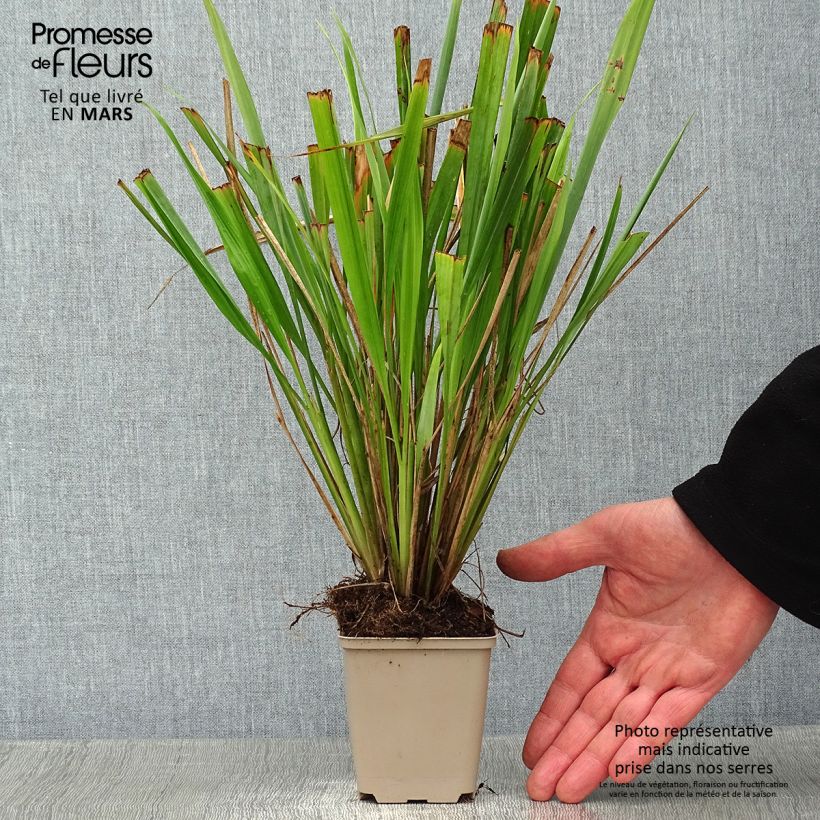 Phaenosperma globosa Vasetto da 8/9 cm esemplare consegnato in inverno